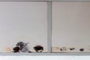 Mold in the Workplace