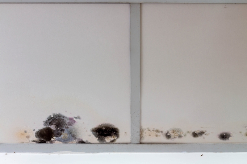 Mold in the Workplace